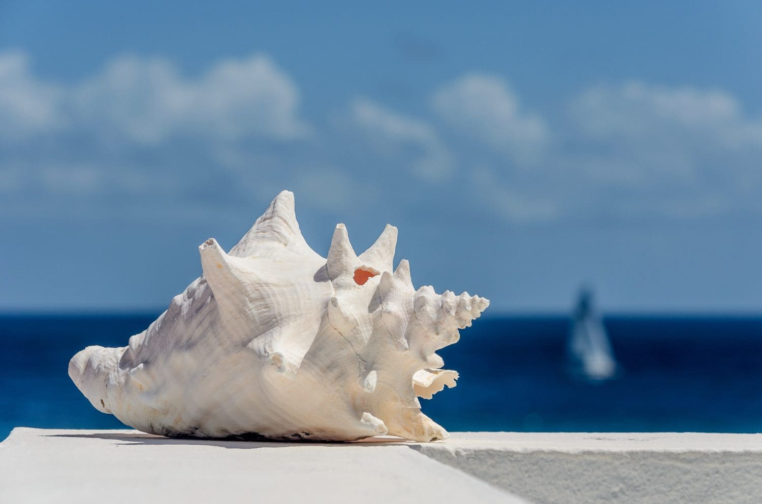Conch shell in foreground, sea and blue sky in background