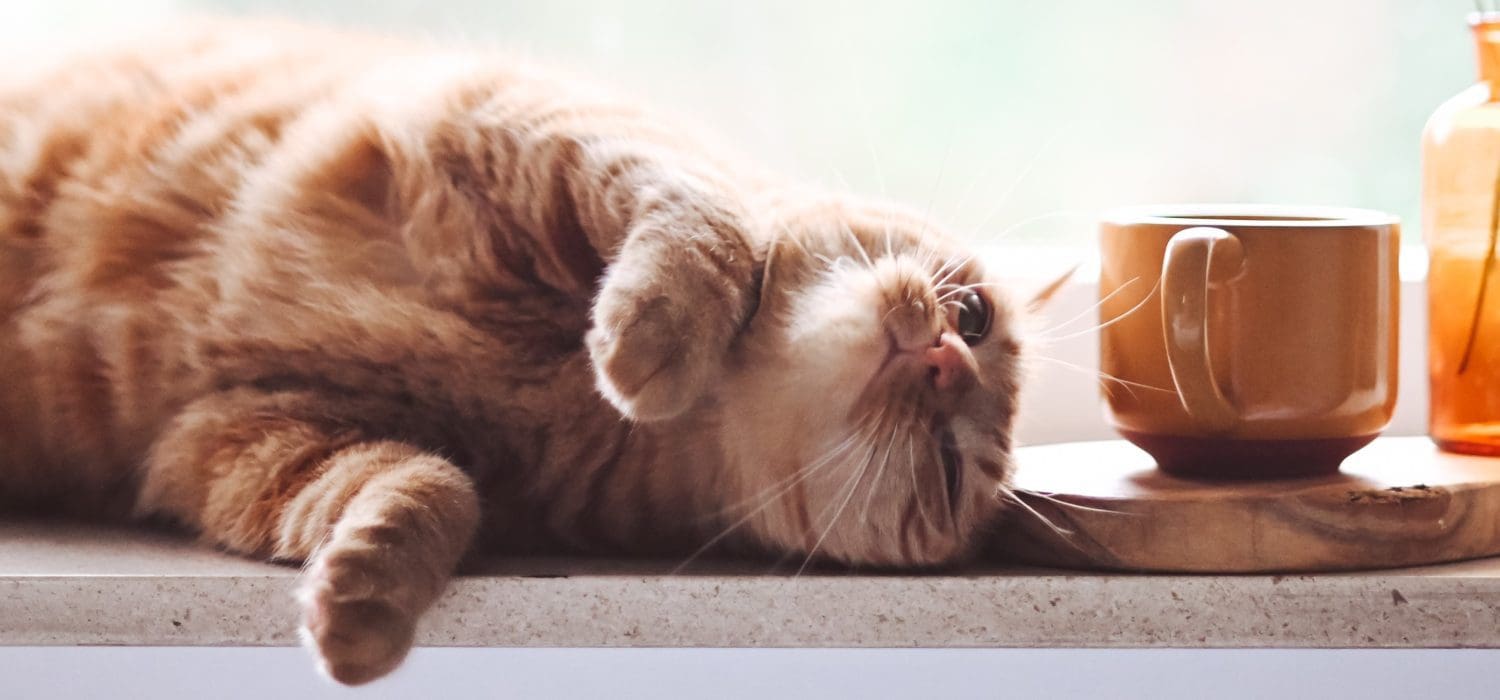 Cat relaxed on windowsill