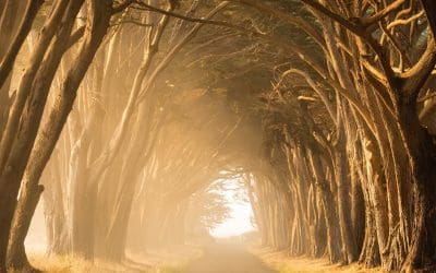 Integral Yoga Branches