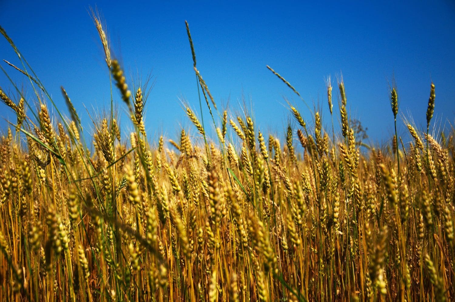 Ukraine Flag colors represented by growing wheat field on blue background