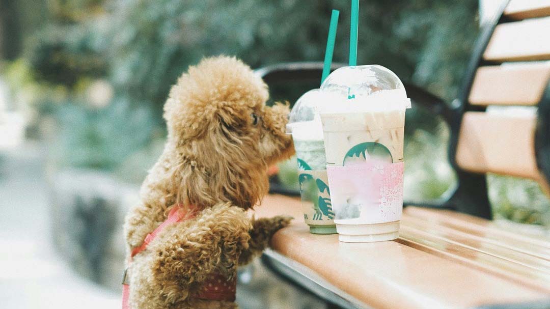 Dog sniffing coffe cups