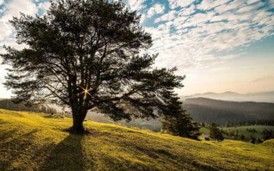 Who Are You? And Who Are You Being? Svadhyaya – “Self-Study”